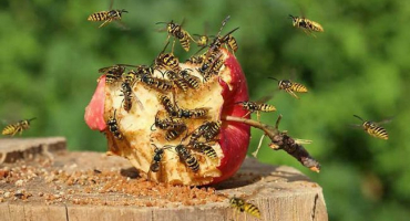 Jak se zbavit vos účinnými metodami